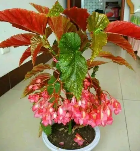 竹节海棠花,一节一节爬,咔嚓剪2节,扦插10盆花,花美叶更美