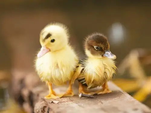 可爱的两只小鸭子 壁纸