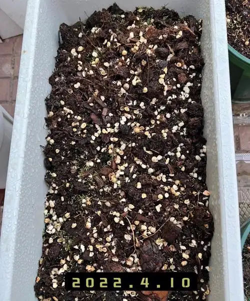 邻居姐姐给的半重瓣太阳花种子,4.7播种,4.10发芽,4.