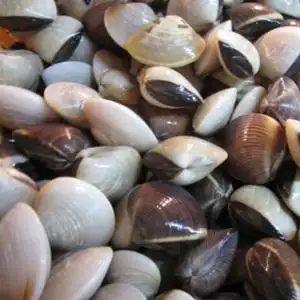 小白螺/海白 鲜活 500g