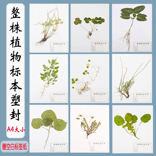 多种植物草本灌木农作物腊叶标本带根系教学展览科普展示塑封成品