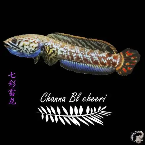 ajaj七彩巧克力雷龙阿萨姆奶茶七彩酒红雷龙鱼观赏鱼淡水鱼耐活好养56