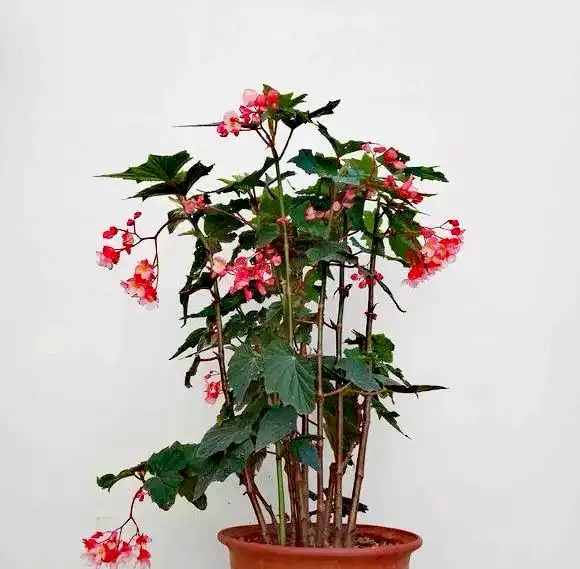 竹节海棠的养殖