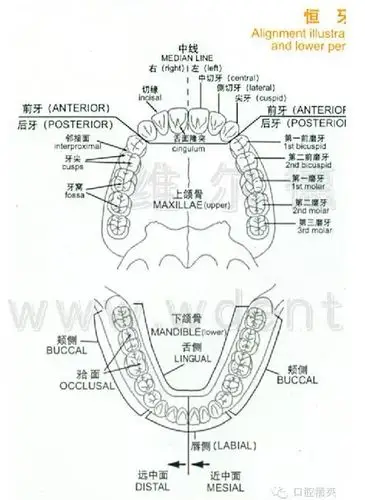 牙齿的形态图与口腔颌面解剖图_恒牙