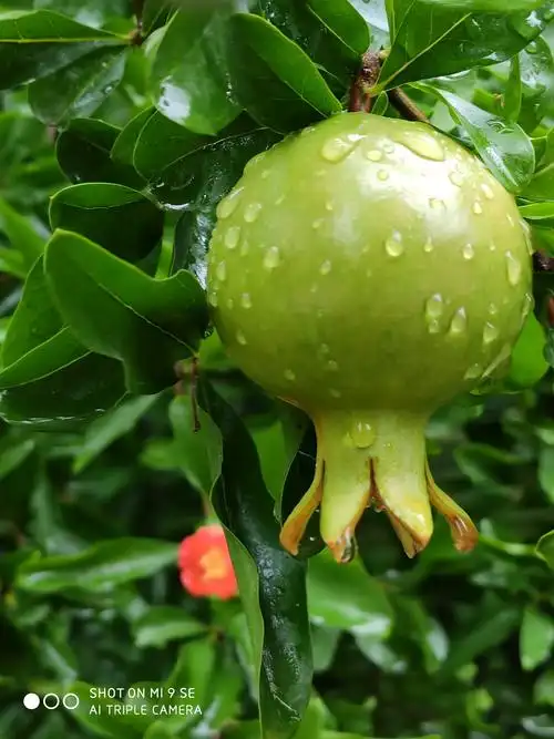 美丽的夏季,鲜花盛开!