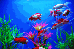 大年初四迎喜神接灶神送你100条吉祥鱼祝你金鱼满堂年年有余