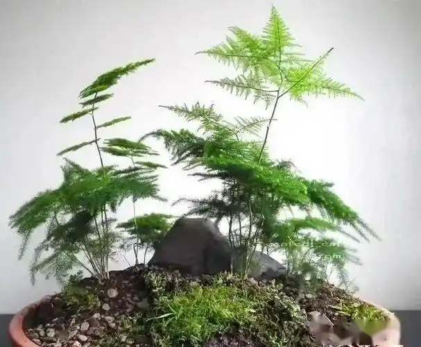 技巧想要文竹多发芽勤做三个小动作顺利春化养成精致小盆景