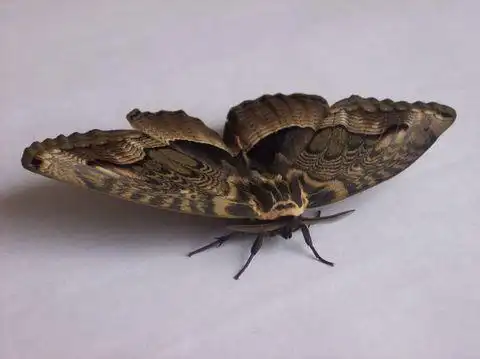 请问哪位知道这是神马蛾子啊?如图