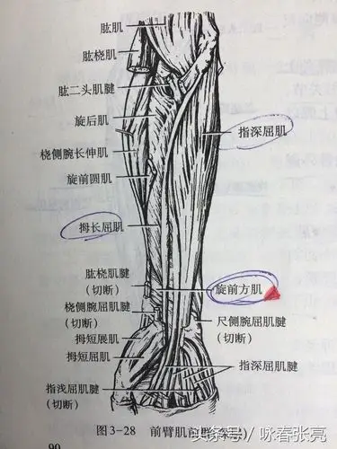 三.旋前方肌桡尺远端前面,起自尺骨,止于桡骨,使前臂旋前.