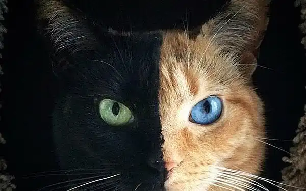 一种人,他们对一些人特别特别客气,转脸对另外一些人却特别特别苛刻