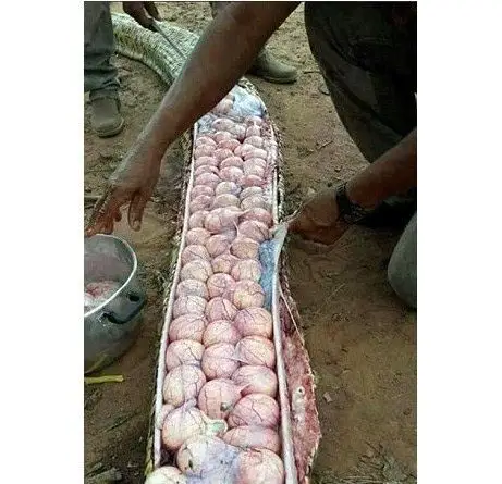 误以为蟒蛇偷吃家畜 男子将其剖腹发现满肚蛇蛋