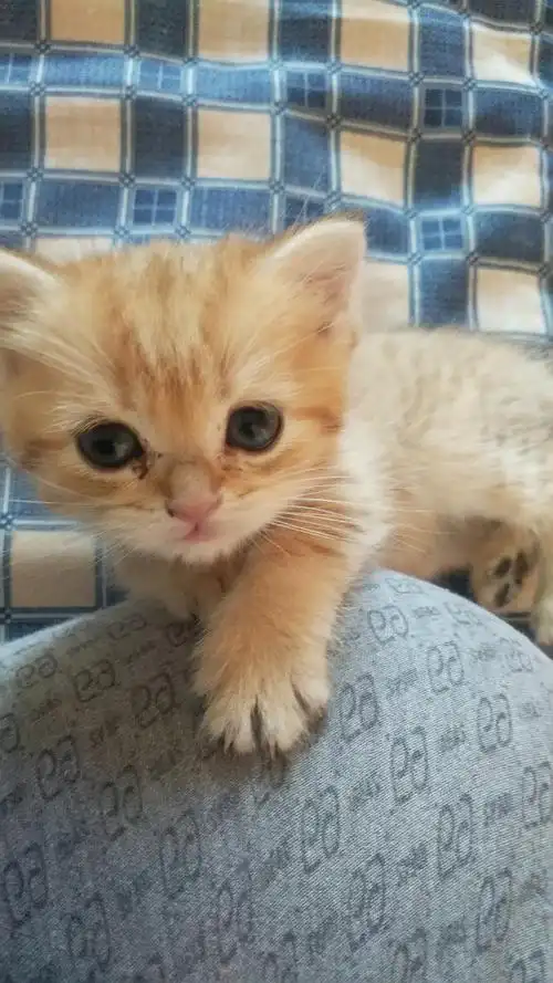 再出一个25色金渐层弟弟44天替别人养的一样无病