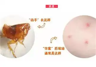 宝宝被跳蚤咬了症状图片 宝宝被跳蚤咬和蚊子咬症状对比图片区别