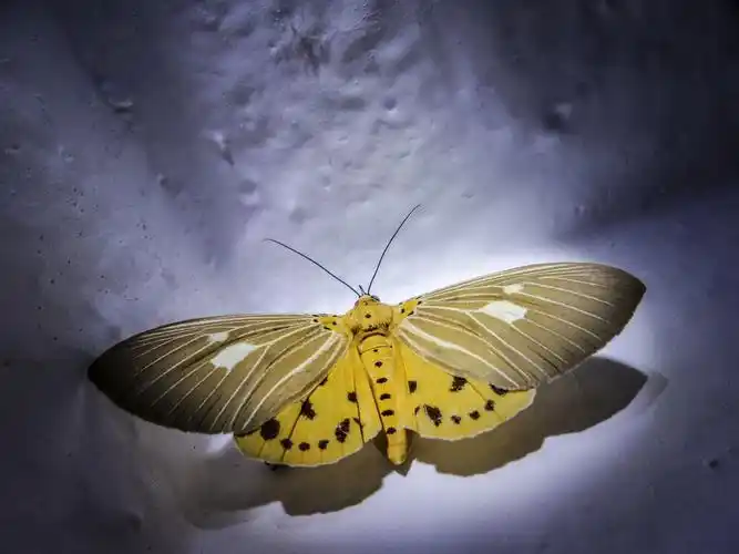 墙角的飞蛾 - 手机类-摄影大赛2016 - 国家地理中文网