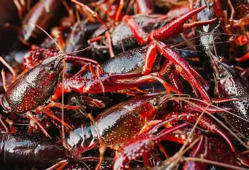 冬季鲜活小龙虾批发 成虾 商品虾 淡水小龙虾 56789钱 一两以上