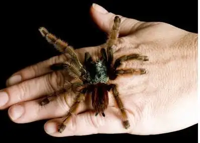 10种恐怖的巨型蜘蛛排行榜