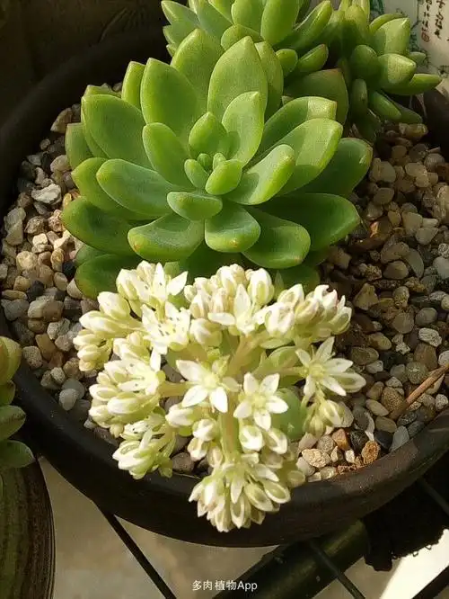 春萌开花了,实在太美[表情106]