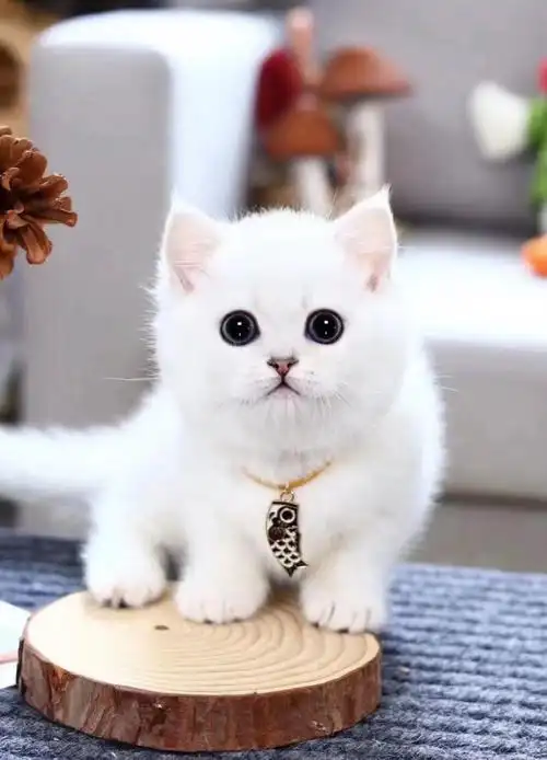 银渐层英短猫英国短毛猫折耳猫猫咪活物宠物猫幼崽活体纯种小奶猫