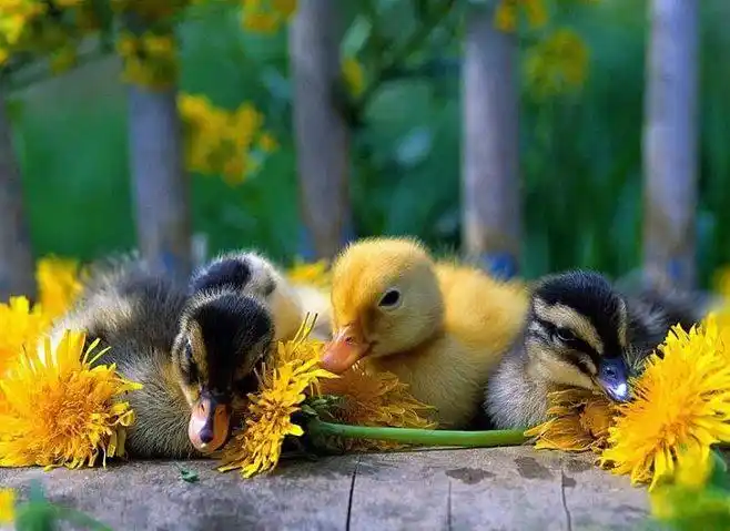 动物们在温暖的春天里