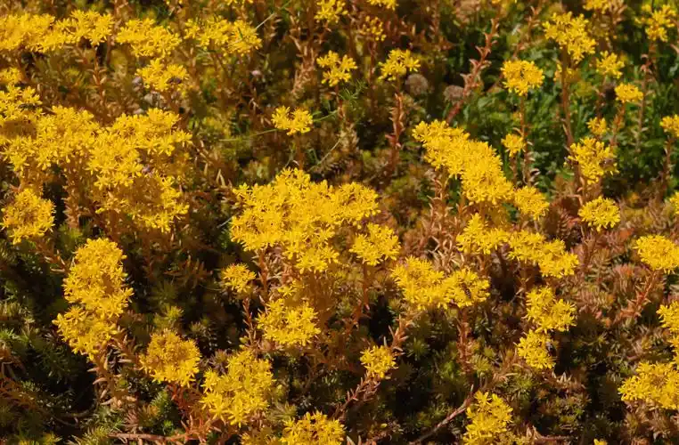 矮灌木有哪些 低矮灌木丛-诚智百科网