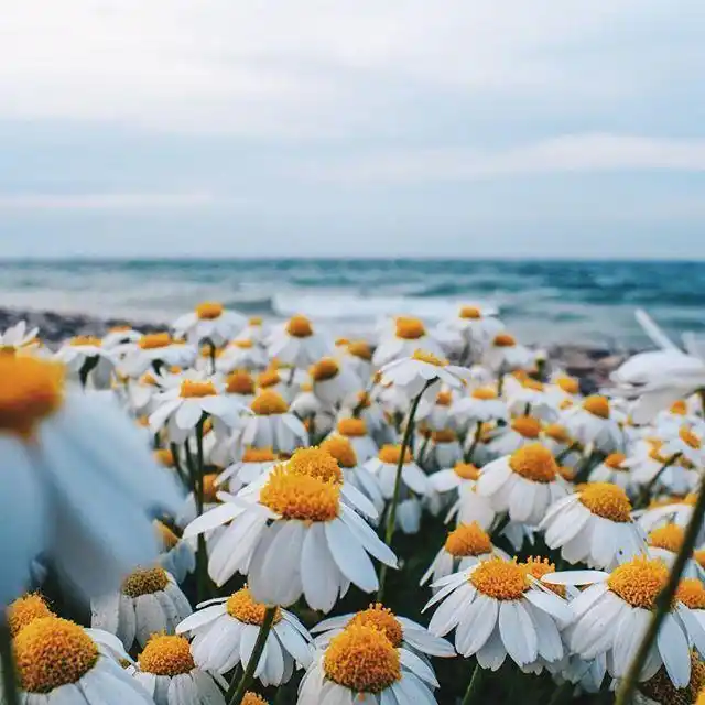 描写心情的唯美句子,美到让人心醉,朋友圈必备!