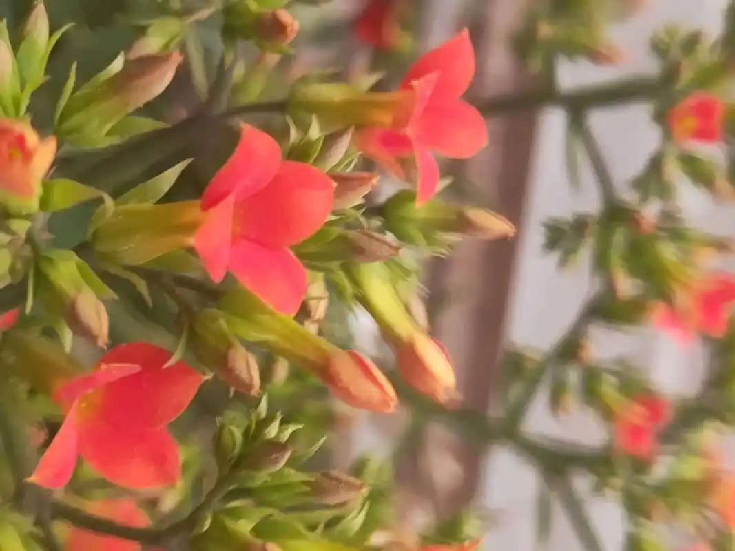 冬天开花的植物 :又是一年长寿花开#我的阳台小花 - 抖音