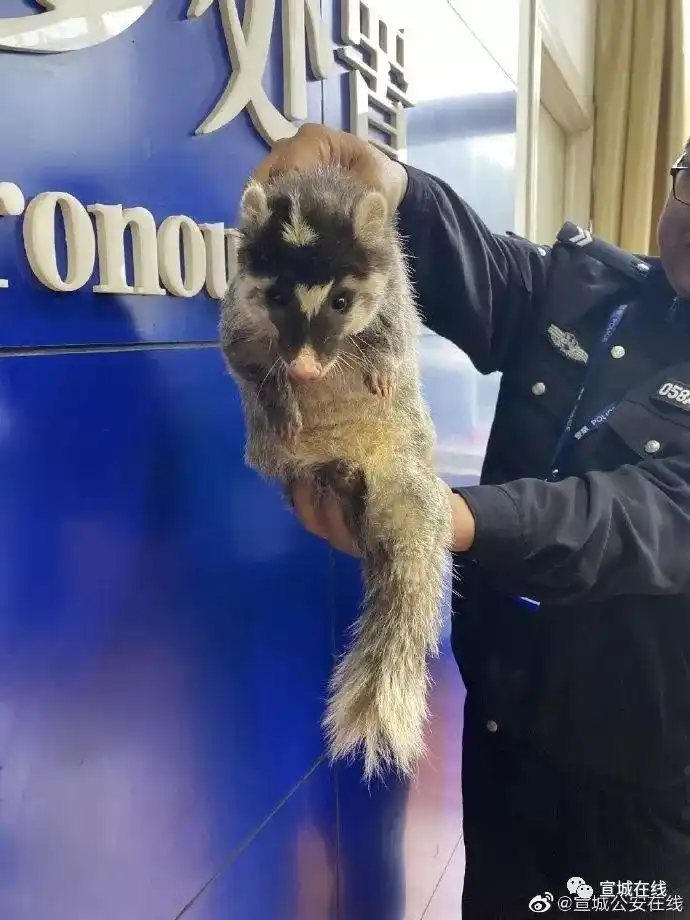 宣城惊现果子狸!系国家二级保护动物,你见过么.