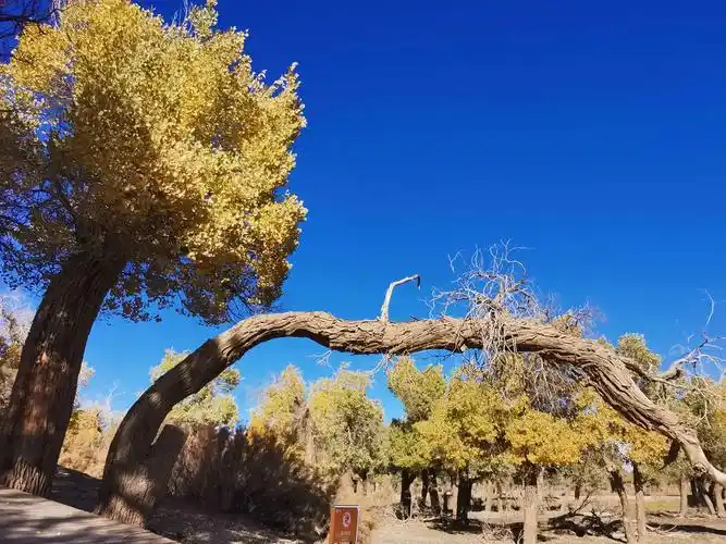 为了你三千年的守望,我来了—弱水胡杨林