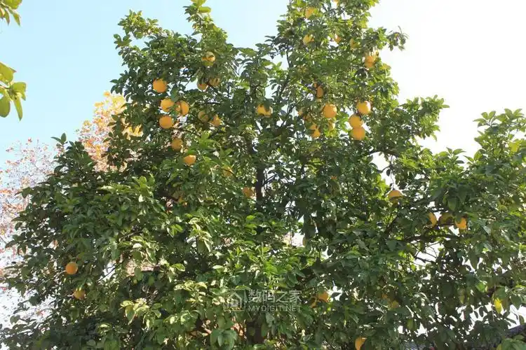 钱王饲里的香泡树