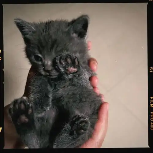 怎么区分俄罗斯蓝猫和英短蓝猫啊