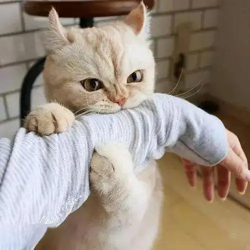 你摸猫咪的头部时,在它心里,表达的是这些意思