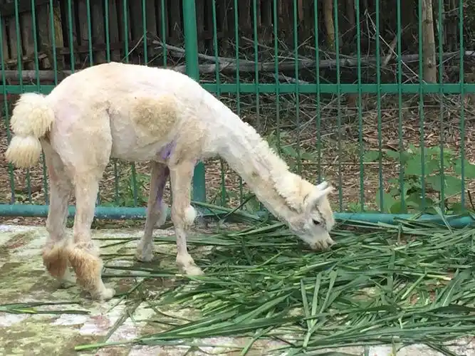 神兽羊驼剃毛前,真是纠结啊!(副本)