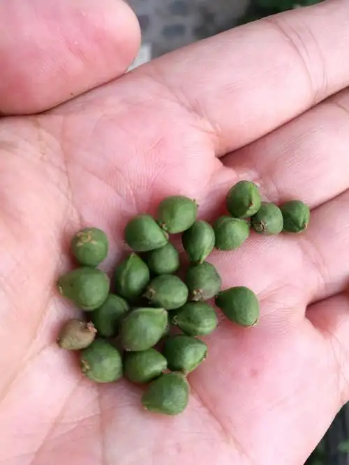 三种榉树辨识技巧