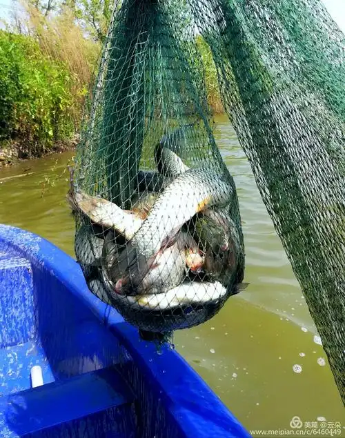 地笼网里鱼还挺多的