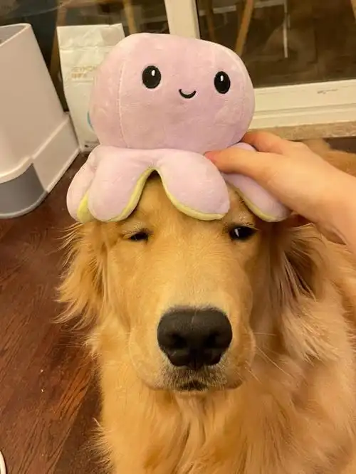 关于好不容易抓出的章鱼娃娃