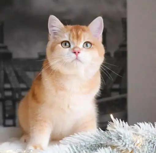 英短金渐层一般多少