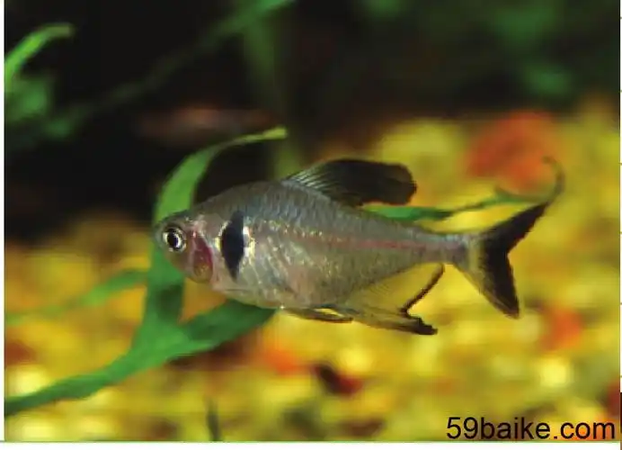 脂鲤科热带鱼的饲养 - 观赏鱼百科