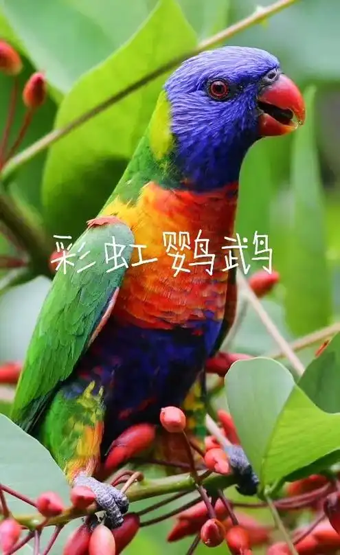 彩虹鹦鹉#人与自然和谐共处 #万物皆有灵性 #保护鸟类 # - 抖音