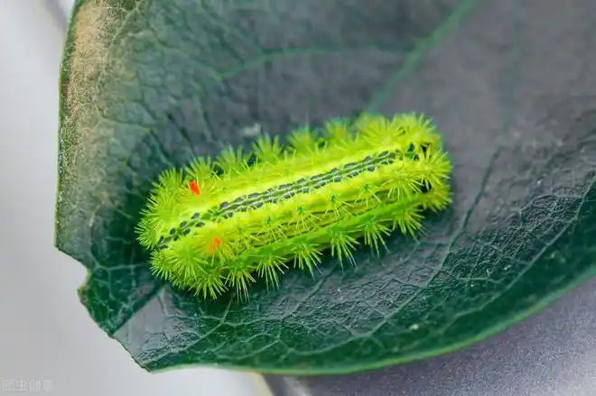 "洋辣子"外表丑陋还有毒,如今却能卖200元一斤,凭什么?