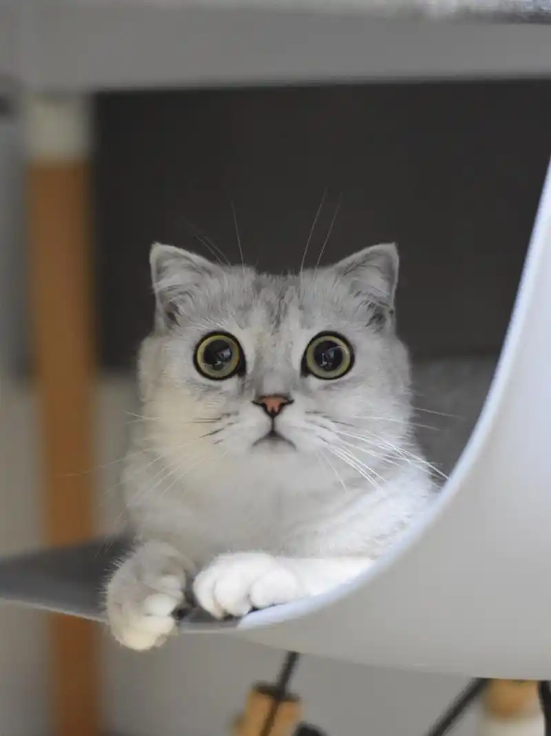 折耳银渐层突变立耳 炸天了的颜值 我家二闺女长大了,她是一只生于