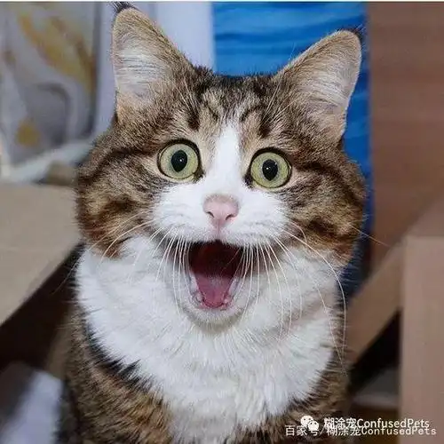 当猫咪受到惊吓之后会变成什么表情