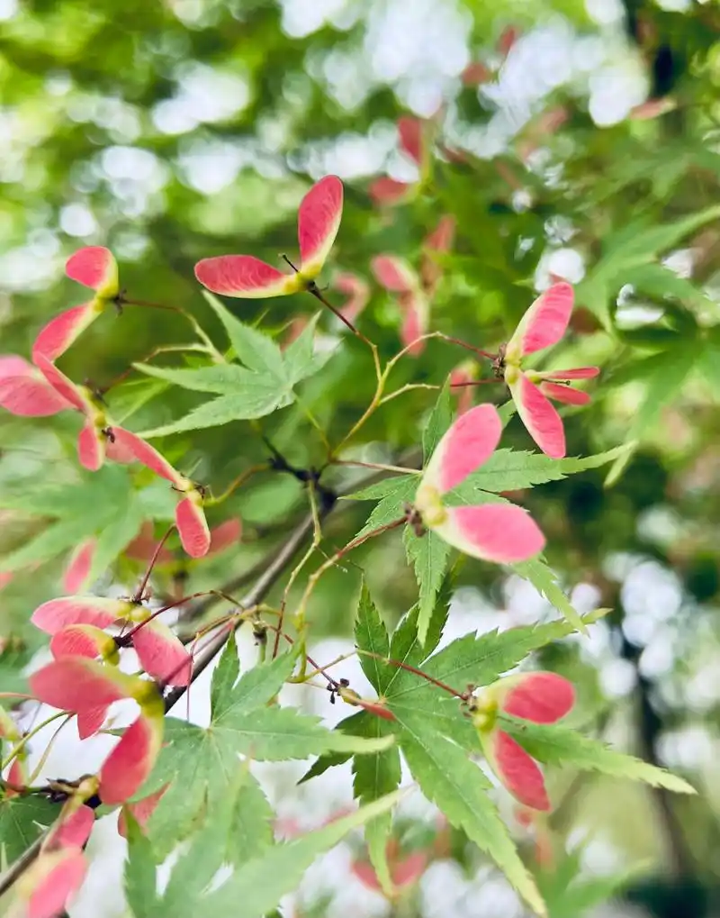 这个季节鸡爪槭的果实很好看.