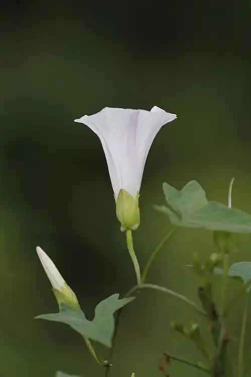 小小白傍晚拍野牵牛花