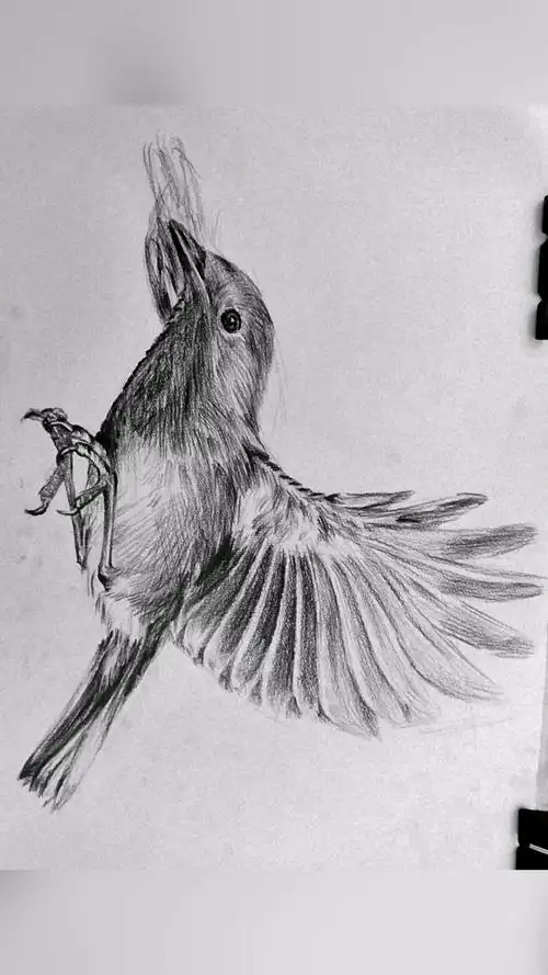 素描动物世界,自由翱翔的小鸟-度小视