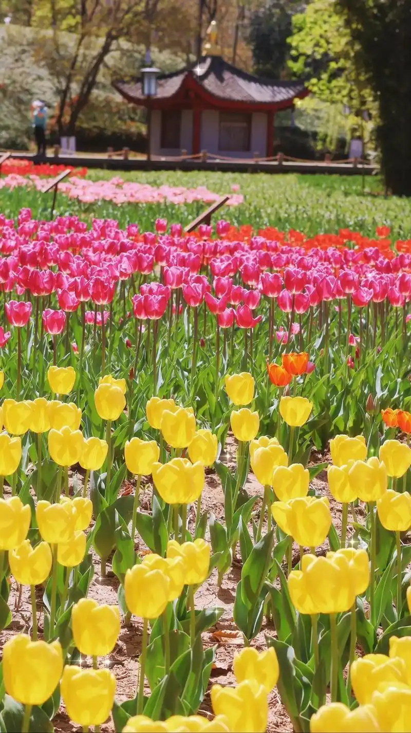 救命!兴庆宫的郁金香,美翻了整个西安!