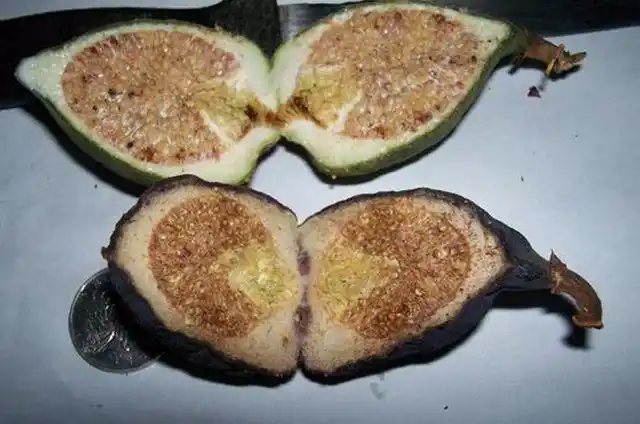 这种果子在一些地方叫做霹雳果,也叫做凉粉子,也叫木莲,木馒头,这个