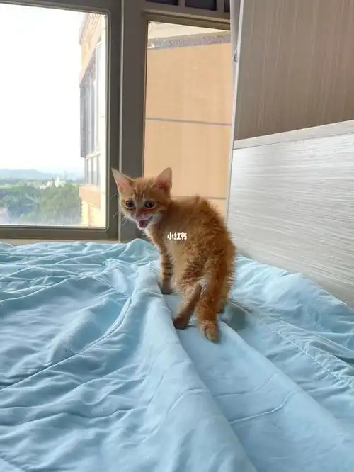 英短橘猫泡芙小王子