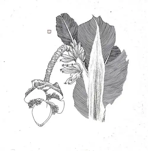 窗外芭蕉花一枝42x42