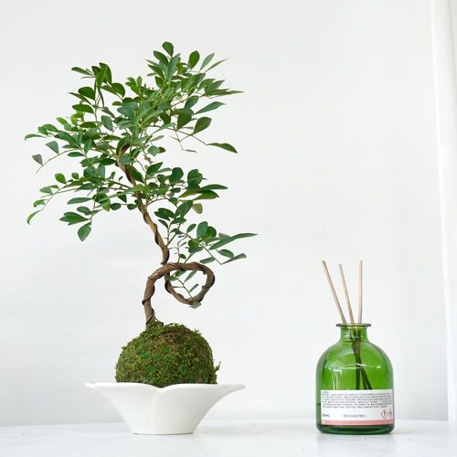 九里香苔藓球|禅意净化空气清新造型花卉懒人植物