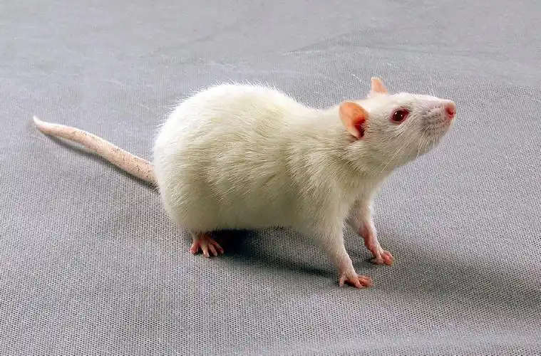 动物高灵敏elisa实验基本规范之大鼠局部给药1在上药前一天,提前用剃